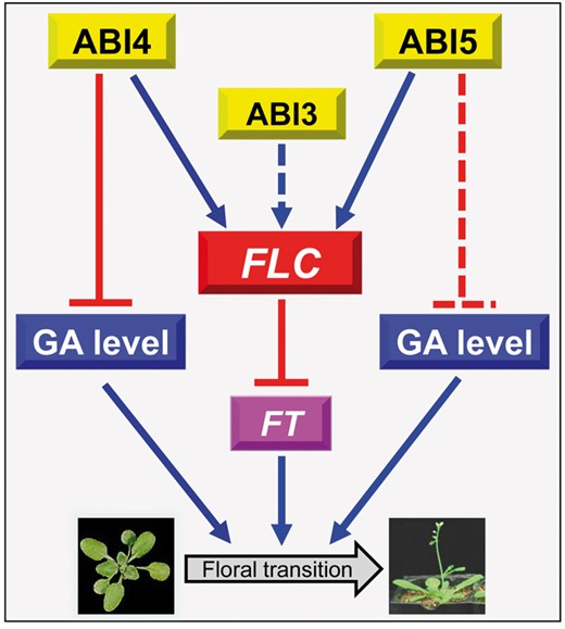 The proposed working network by which ABIs regulate floral transition though the central mediator FLC in Arabidopsis. ABI4 and ABI5 negatively regulate floral transition by directly mediating FLC transcription, while FLC further represses expression of the florigen gene FT in Arabidopsis. In addition, recent research (Shu et al. 2016b) also showed that ABI4 negatively controls gibberellin biogenesis, resulting in the ABI4– gibberellin flowering pathway being proposed. Similarly, the ABI5–gibberellin flowering and ABI3–FLC–FT flowering cascades are valuable hypotheses to test. The solid lines represent the confirmed pathway, and the dashed lines are proposed from current investigations and need further exploration. Blue lines ending with arrows denote positive regulation, while red lines ending with bars denote negative regulation.