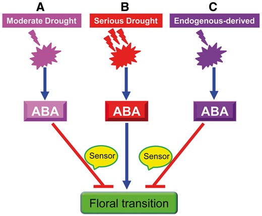 A proposed model in which the plant distinguishes the origin of ABA, in order to mediate the appropriate date of floral transition precisely. A moderate level of drought delays floral transition in order to escape the ongoing stress conditions, allowing for flowering to occur after the stress has abated (A), while a serious drought stress, causing very marked accumulation of ABA, promotes flowering and drought escape to maximize reproductive success (B). Endogenous ABA accumulation (e.g. caused by a transgene) also delayed floral transition (C). Finally, the ability with which a plant senses the environmental stress level (e.g. drought) is important for its survival. Moderate and serious drought stress-caused accumulation of ABA is highlighted in pink and red, respectively. Endogenous-derived ABA accumulation is marked with a purple background, and the predicted sensor is highlighted in yellow. Blue lines ending with arrows denote positive regulation, while red lines ending with bars denote negative regulation.