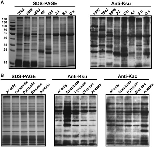 Analysis of lysine succinylation. (A) Profiling of lysine succinylation in photosynthetic organisms. Lane 1, Synechococcus; 2, Synechococcus elongatus PCC 7942; 3, Synechocystis sp. PCC 6803; 4, Chlorella sp. NJ-18; 5, Chlamydomonas reinhardtii; 6, Arabidopsis thaliana; 7, Spinacia oleracea; 8, Oryza sativa. (B) Anti-lysine acetylation/succinylation immunoblots showing that different carbon sources altered acetylation/succinylation profiles in Synechococcus.