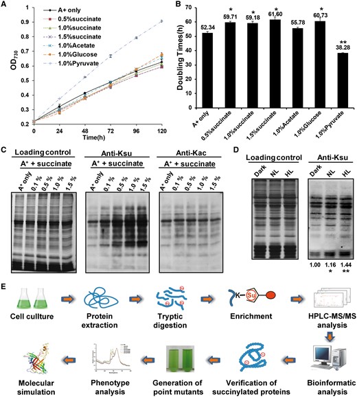 Growth and lysine acetylation/succinylation profiles of Synechococcus. (A) Growth curves of Synechococcus in culture media containing different carbon sources. Cells were grown in A+ medium or A+ medium supplemented with 1.0% (w/v) succinate, 1.0% (w/v) pyruvate, 1.0% (w/v) glucose or 1.0% (w/v) acetate. Growth curves are representative of at least three independent experiments. (B) Doubling times of Synechococcus grown in different carbon sources. (C) Anti-lysine acetylation/succinylation immunoblots showing that different concentrations of succinate altered acetylation/succinylation profiles of Synechococcus. (D) Profiling of lysine succinylation of Synechococcus under dark (0 μmol m–2 s–1), normal light (NL, 250 μmol m–2 s–1) and high light (HL, 2,000 μmol m-2 s-1) conditions. (E) Flowchart showing the experimental procedure for the succinylation proteomics study.