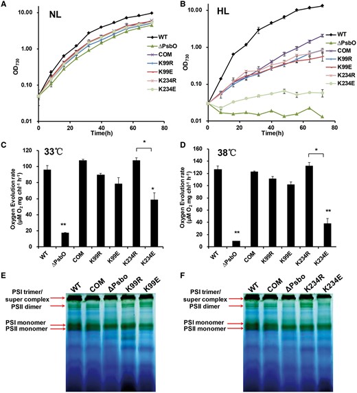 Growth curves, oxygen evolution and BN–PAGE analysis of thylakoid protein complexes for different Synechococcus strains. (A) Growth curves for the wild type, the ΔpsbO mutant strain and trans-complemented psbO mutant strains (COM, K99R, K99E, K234R and K234E). Cells were grown in A+ medium at 38°C under 250 μmol m−2 s−1 and (B) 2,000 μmol m−2 s−1 with aeration by 1.0% (v/v) CO2 in air. Cells were grown in A+ medium at 38°C under 250 μmol m–2 s–1 with aeration by 1% (v/v) CO2 in air. Data are expressed as the mean and SD based on three individual experiments. (C) Oxygen evolution rates for the wild type, ΔpsbO mutant strain and trans-complemented psbO mutant strains (COM, K99R, K99E, K234R and K234E). Oxygen evolution was measured under 500 μmol m–2 s–1 using HCO3– as an electron acceptor at 33°C and (D) 38°C. Significant differences in oxygen evolution were determined using a two-tailed t-test. (E) BN–PAGE analysis of thylakoid protein complexes isolated from the wild type, the ΔpsbO mutant strain and trans-complemented psbO mutant strains (COM, K99R and K99E). (F) BN–PAGE analysis of thylakoid protein complexes isolated from the wild type, the ΔpsbO mutant strain and trans-complemented psbO mutant strains (COM, K234R and K234E). The PSI trimer, PSII dimer, PSI monomer and PSII monomer of Synechococcus are shown on the left.