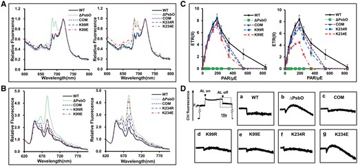 Fluorescence emission spectra for different Synechococcus strains. (A) Fluorescence emission spectra at 77 K for different Synechococcus strains, which were obtained using dark-adapted whole cells excited at 430 nm (Chl excitation). The concentrations of all samples was adjusted to 3 μg ml−1 Chl a. (B) Fluorescence emission spectra at 77 K for different Synechococcus strains, which were obtained using dark-adapted whole cells excited at 600 nm (phycobilisome excitation). The concentrations of all samples were adjusted to 3 μg ml−1 Chl a. (C) Electron transport characteristics of different Synechococcus strains. PSII-mediated electron transport rates (ETRs) of intact Synechococcus cells, which were derived using fluorescence parameters recorded from rapid light curves. (D) Analysis of cyclic electron flow around PSI based on the detection of transient increases in Chl fluorescence. The upper left curve represents a typical trace of Chl fluorescence from the wild type. The inset shows magnified traces from the boxed area. ML, measuring light; SF, saturating flash. a, wild type; b, ΔpsbO mutant; c, complemented strain; d–g, trans-complemented psbO mutants (K99R, K99E, K234R and K234E).