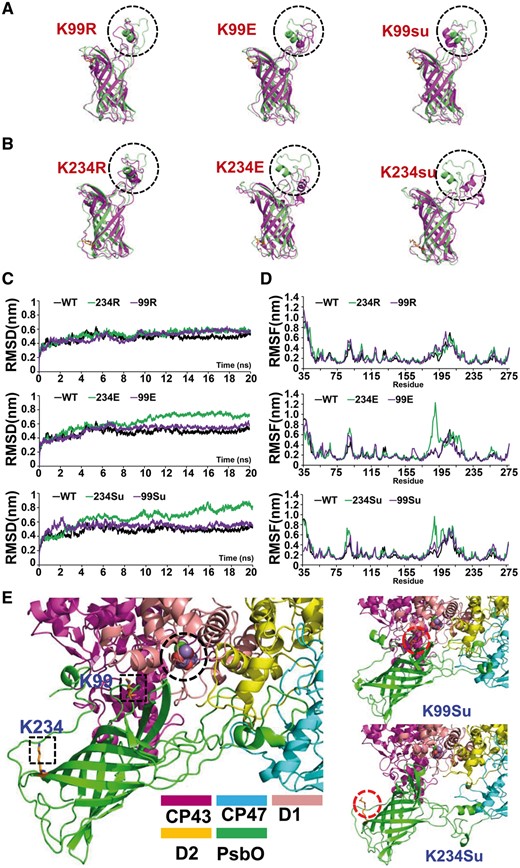 Molecular dynamics simulation of PsbO structure. (A, B) The structures of the simulations of various PsbO systems. The black dotted circles mark the head domain of PsbO. (C) Trajectories of the overall RMSDs of the various PsbO systems. (D) Residue-specific RMSF profiles of the various PsbO systems. (E) Schematic illustration of effects of lysine succinylation on PsbO. Final structures of the simulations of PsbO are shown, and the square section marks the lysine succinylation site of PsbO.