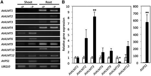 Relative mRNA accumulation of AtALMT family genes, AtIPS1 and UBQ10 analyzed using RT–PCR. (A) RT–PCR was performed for cDNAs of Arabidopsis shoot and root cultivated under hydroponic phosphorus-sufficient (+P) and phosphorus-deficient conditions (–P) for 8 d. AtIPS1 is a P deficiency-responsive non-coding RNA. Expression of the UBQ10 gene served as a control. (B) Quantitative RT–PCR was used for cDNAs from roots of Arabidopsis grown under hydroponic phosphorus-sufficient (open bars) or phosphorus-deficient (filled bars) conditions for 8 d. The UBQ10 gene was used as an internal control; mRNA accumulation in the P-sufficient condition was set to 1. Means and SE are shown in each treatment (n = 3). Significant differences from phosphorus-sufficient conditions are denoted with an asterisk (*P < 0.05, **P < 0.01).