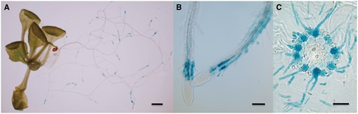 Tissue-specific expression of AtALMT3 in roots. Transgenic plants carrying an AtALMT3 promoter::GUS construct were used for GUS staining after cultivated P-deficient conditions for 20 d: (A) whole plant; (B) region behind the root tip; (C) cross-sectional view of the root. Scale bar = 1 mm (A), 100 µm (B) and 50 µm (C).
