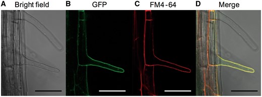 Localization of the AtALMT3 promoter::AtALMT3::GFP protein in transgenic seedlings. Transgenic plants grown under P-deficient conditions for 10 d were used: bright field image (A), fluorescence image (B), plasma membranes stained red with FM4-64 (C) and a merged image (D). Scale bars = 50 µm in all images.