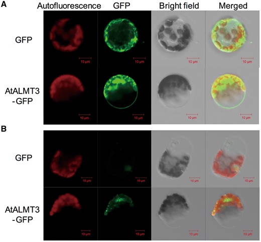 Fluorescence microscopy analysis of Arabidopsis protoplasts transiently expressing GFP control or AtALMT3::GFP. Chloroplast autofluorescence, GFP fluorescence, bright field images and merged images are shown: (A) images of a protoplast under normal conditions with the cell membrane; (B) images of a tonoplast from a protoplast after osmotic lysis of the plasma membrane.