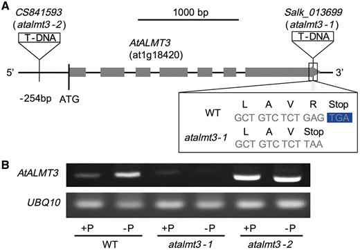 (A) Schematic of the T-DNA insertion sites of Salk_013699 (atalmt3-1) and CS841593 (atalmt3-2) on the AtALMT3 locus (at1g18420) and amino acid substitution in atalmt3-1. (B) mRNA accumulation of AtALMT3 and UBQ10 of Arabidopsis thaliana (WT, atalmt3-1 and atalmt3-2) roots cultivated under phosphorus-sufficient or phosphorus-deficient conditions for 20 d was analyzed using RT–PCR.