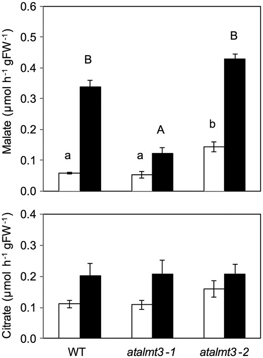 Malate and citrate exudation from roots of the WT, atalmt3-1 and atalmt3-2. Root exudates of plants cultivated in phosphorus-sufficient (open bars) and phosphorus-deficient (filled bars) conditions for 20 d were collected for 3 h. Means and SE values from samples are shown (n = 10 in the WT, n = 3 in mutants). Values not followed by a common letter are not significantly different (P < 0.05).
