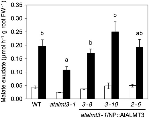 Malate exudation from roots of the WT, atalmt3-1 and transgenic atalmt3-1 carrying the native promoter::AtALMT3. Root exudates of plants cultivated in phosphorus-sufficient (open bars) and phosphorus-deficient (filled bars) conditions for 20 d were collected for 3 h. Means and SE values from samples are shown (n = 3). Values not followed by a common letter are not significantly different (P < 0.05).
