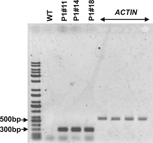 Expression of At-AER in tobacco GCPs. RT-PCR analysis of At-AER transcript accumulation levels in the WT and AER-OE plants P1#11, P1#14 and P1#18 GCPs. Tobacco ACTIN was used as an internal reference for the RT-PCR. The purity of GCPs was >98% on a cell basis.