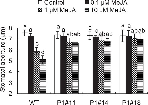 MeJA-induced stomatal closure in tobacco. MeJA-induced stomatal closure in WT and AER-OE plants P1#11, P1#14 and P1#18. Excised leaves were treated with MeJA for 2 h. Averages from three independent experiments (60 total stomata per bar) are shown. Error bars represent standard error of mean. Difference among treatments was analyzed by Tukey’s test: P < 0.05.