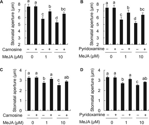 Effects of RCS scavengers, carnosine and pyridoxamine, on MeJA-induced stomatal closure in tobacco and Arabidopsis. Effects of 1 mM carnosine (A) and 0.5 mM pyridoxamine (B) on MeJA-induced stomatal closure in WT tobacco. Effects of 1 mM carnosine (C) and 0.5 mM pyridoxamine (D) on MeJA-induced stomatal closure in Arabidopsis. Averages from three independent experiments (60 stomata per bar) are shown. Error bars represent standard error of mean. Differences among treatments were analyzed by Tukey’s test: P < 0.05.
