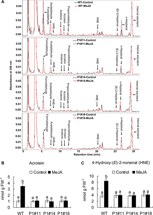 Typical chromatograms for the epidermal tissues treated with or without 50 µM MeJA for 30 min. (A) Typical chromatograms of the DNP derivatives of RCS extracted from control (black lines) and MeJA-treated (red lines) epidermal tissues of WT and AER-OE plants P1#11, P1#14 and P1#18. Identified RCS are labeled at the top of each peak. DNP derivatives of RCS were detected at 340 nm. (B) Contents of acrolein in the epidermal tissues of WT, P1#11, P1#14 and P1#18. (C) Contents of HNE in the epidermal tissues of WT, P1#11, P1#14 and P1#18. Error bars represent standard error of mean (n = 5). Differences among treatments were analyzed by Tukey’s test: P < 0.05.