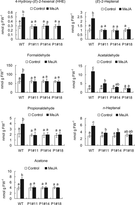 Content of RCS in the epidermal tissues of WT and AER-OE plants P1#11, P1#14 and P1#18 treated with or without 50 µM MeJA for 30 min. Excised leaves of 5- to 7-week-old tobacco plants were blended for 25 s, and epidermal tissues were collected and floated on a stomatal bioassay buffer solution containing 5 mM KCl, 50 µM CaCl2 and 10 mM MES-Tris, pH 6.15, for 2 h in the light followed by the addition of MeJA. Error bars represent standard error of mean (n = 5). Differences among treatments were analyzed by Tukey’s test: P < 0.05.