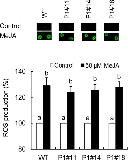 MeJA-induced H2O2 production in guard cells of WT and AER-OE plants P1#11, P1#14 and P1#18. Effects of 50 µM MeJA on H2O2 production in guard cells of WT, P1#11, P1#14 and P1#18. The vertical scale represents the percentage of H2DCF-DA fluorescent levels when the fluorescent intensities obtained from MeJA-treated cells are normalized to control value taken as 100% (white bars). Bars indicate averages of three independent experiments (at least 60 guard cells). Error bars represent standard error of mean. Note that the error bars for control are smaller than the vertical columns. Difference among treatments was analyzed by Tukey’s test: P < 0.05.