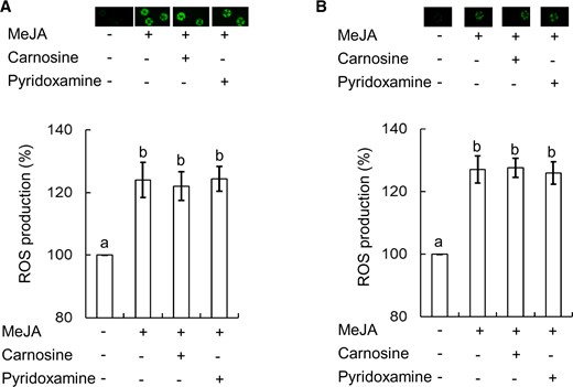 Effects of RCS scavengers on MeJA-induced H2O2 production in tobacco and Arabidopsis. (A) Effects of RCS scavengers, carnosine and pyridoxamine, on MeJA-induced H2O2 production in WT tobacco guard cells. (B) Effects of RCS scavengers, carnosine and pyridoxamine, on MeJA-induced H2O2 production in Arabidopsis guard cells. The vertical scale represents the percentage of H2DCF-DA fluorescent levels when fluorescent intensities of MeJA-treated cells are normalized to control value taken as 100%. Bars indicate averages of three independent experiments (at least 60 guard cells). Error bars represent standard error of mean. Note that the error bar for control is smaller than the vertical column. Differences among treatments were analyzed by Tukey’s test: P < 0.05.
