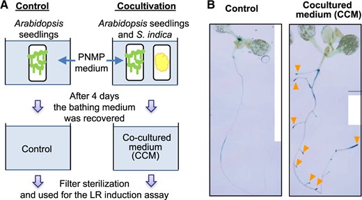 Preparation of the CCM and LR induction by the CCM. (A) For cocultivation in liquid medium, an S. indica suspension and 20 Arabidopsis seedlings (7-DAG) were placed in separate dialysis membrane tubes (Spectrapore; MWCO: 3,500) and cocultured in PNMP liquid media on a rotary shaker (Excella E5) at 80 rpm in a growth chamber (MLR-352-PJ). After cocultivation, the external culture media were recovered as a CCM and as a control medium and sterilized by membrane filtration (EZ-Fit™ Filtration Unit, 0.22 μm) for subsequent experiments. (B) Within 48 h in the CCM, LR formation was markedly induced in the proANAC042::GUS seedlings. The expression of proANAC042::GUS was strongly induced in the root tips of both PRs and LRs (orange triangles).