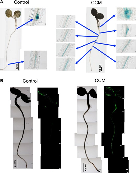 Auxin response visualized using DR5 reporter expression in Arabidopsis. (A) The auxin response sites became noticeable within 12 h in the CCM. Expression of DR5::GUS by the CCM treatment was strongly induced along LRs (blue arrows). (B) The CCM treatment strongly induced the expression of DR5rev::GFP within 6 h along the PR, while the specific sites of LR formation were still indistinguishable.