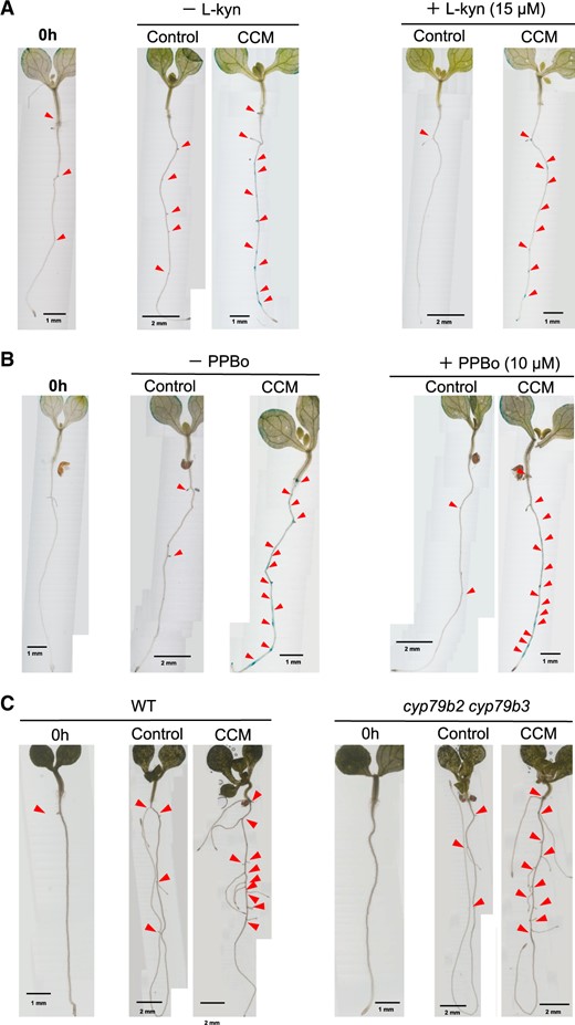 Effects of inhibitors of IAA biosynthesis on CCM-dependent LR formation. (A) LR formation was analyzed using 5-DAG seedlings of the Arabidopsis DR5::GUS line. The seedlings were incubated in the CCM for 24 h in the presence or absence of 15 μM l-kyn, an inhibitor of TAA1/TARs (Supplementary Fig. S1). LR formation is indicated by red triangles. Scale bars are shown for individual images. (B) LR formation was analyzed using 5-DAG seedlings of the Arabidopsis DR5::GUS line. The seedlings were incubated in the CCM for 24 h in the presence or absence of 4-PPBo, an inhibitor of TAA1/TARs (Supplementary Fig. S1). LR formation is indicated by red triangles. Scale bars are shown for individual images. (C) LR formation was analyzed using 5-DAG seedlings of cyp79b2 cyp79b3, an Arabidopsis double mutant defective in the pathway involving IAOx and indole-3-acetonitrile (IAN) intermediates. LR formation in the mutant line was induced in the CCM for 96 h in the same way as it was for the wild type seedlings. LR formation is indicated by the red triangles. Scale bars are shown for individual images.