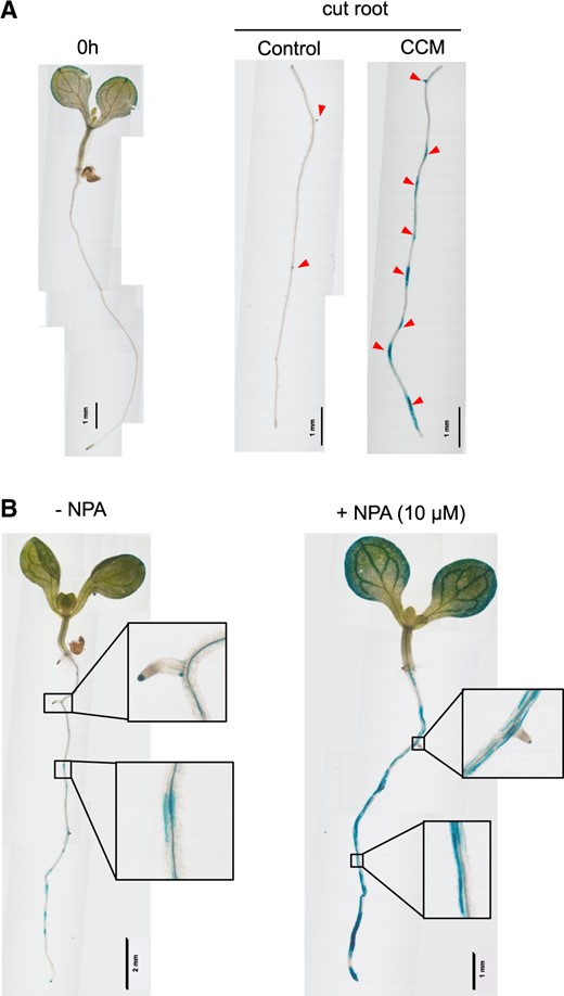 Involvement of auxin transport in CCM-dependent LR formation. (A) LR formation was analyzed using root segments without root tips or shoots. LRs were excised from 5-DAG seedlings of the Arabidopsis DR5::GUS line. The root segments were incubated in either the control medium or the CCM. LR formation and DR5::GUS expression were analyzed 24 h after the transfer of root segments to the test media. The LR formation sites are indicated by red triangles. Scale bars are shown for individual images. (B) Effects of the polar auxin transport inhibitor NPA on LR formation. Five-DAG seedlings of the Arabidopsis DR5::GUS line were incubated in the CCM in the presence or absence of 10 μM NPA. With NPA, no significant LR formation was observed regardless of strong DR5::GUS induction. With NPA, there was no significant DR5::GUS expression in the pericycle layer cells. Rather, it was restricted to the endodermal and cortical cells, as shown in the magnified images. Scale bars are shown for individual images.