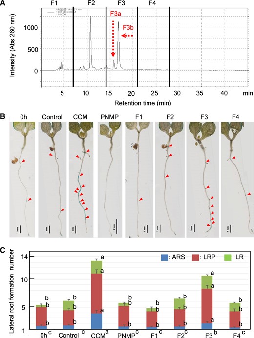 CCM fractionation. (A) HPLC fractionation of the nonpolar phase. The eluate was recovered as four fractions (F1, F2, F3 and F4). Two major peaks observed in F3 were separately analyzed as F3a and F3b for the LR formation assay (Supplementary Fig. S14). (B) The HPLC fractions were evaporated to dryness, dissolved in ethanol and diluted with the PNMP medium used to grow the 5-DAG seedlings of the Arabidopsis DR5::GUS line for 24 h. LR formation activity was recovered in the F3 fraction. (C) Numbers of LR formation sites at 24 h after cultivation. LR formation was classified as shown in Fig. 3. The bars indicate the means ± SEs; n = 10 seedlings. The different letters in the stacked bar charts indicate significant differences among the means (P < 0.05 according to Tukey’s test) from the individually scored numbers with respect to the ARS, LRP and LR. Significant differences among the total numbers of LRs formed (P < 0.05 according to Tukey’s test) are indicated in the labels of the different experiments at the bottom.