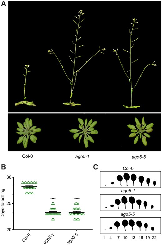 Arabidopsis ago5 mutant plants display an early flowering time phenotype. (A) Phenotypes of Col-0 and ago5 T-DNA insertion mutants (ago5-1 and ago5-5). (B) Days-to-bolting of the aforementioned genotypes was evaluated when bolts were 1 cm tall (n = 25). (C) Representative scans of fully expanded 20-day-old rosettes. Numbers represent leaves starting from the base of the rosette. Asterisks indicate significant differences from Col-0 in a Student’s t-test (*P < 0.05, **P < 0.01, ***P < 0.001, ****P < 0.0001). Error bars indicate standard deviation.