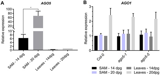 AGO5 is highly expressed in the SAM. (A) RT-qPCR analysis of AGO5 gene expression in leaves and the SAM of Col-0. (B) RT-qPCR analysis of AGO1 gene expression in leaves and the SAM of Col-0 and ago5 mutants. Values are mean ± SD of three biological replicates and are given as fold change compared to Col-0. Asterisks indicate significant differences from Col-0 in a Student’s t-test (*P < 0.05). Error bars indicate standard deviation.
