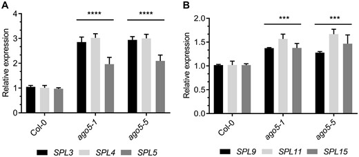 Altered expression of SPL transcription factors in ago5 mutants. (A) RT-qPCR analysis of SPL3/4/5 gene expression in the SAM of 20-day-old Col-0, ago5-1, ago5-5 plants. (B) RT-qPCR analysis of SPL9/11/15 gene expression in the SAM of 20-day-old Col-0, ago5-1, ago5-5 plants. Values are mean ± SD of three biological replicates and are given as fold change compared to Col-0. Asterisks indicate significant differences from Col-0 in a Student’s t-test (*P < 0.05, **P < 0.01, ***P < 0.001, ****P < 0.0001). Error bars indicate standard deviation.