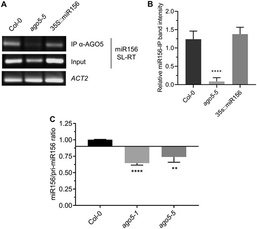 AGO5 binds to, and stabilizes, miR156. (A) RNA extracted from AGO5 immunoprecipitates from 1-week-old seedlings was subjected to SL-RT and PCR using miR156-specific primers. Primers specific to ACTIN2 (ACT2) were used as a control in amplification from total input RNA. (B) PCR band intensities were measured using ImageJ software. Band intensities from miR156 IP samples were normalized to miR156 input bands, and the resulting values were normalized to ACT2 bands amplified from the input. (C) Ratios of miR156 to pri-miR156, based on Cq values obtained by RT-qPCR performed on RNA extracted from the SAMs of 20-day-old Col-0 and ago5 mutant plants, as indicated. Values are mean ± SD of three biological replicates and are given as fold change compared to Col-0. Asterisks indicate significant differences from Col-0 in a Student’s t-test (*P < 0.05, **P < 0.01, ***P < 0.001, ****P < 0.0001). Error bars indicate standard deviation.