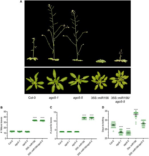 AGO5–miR156 interaction controls flowering time. Phenotypes of Col-0, ago5 T-DNA insertion mutants (ago5-1 and ago5-5), 35S::miR156 and 35S::miR156/ago5-5 plants. (A) Whole plant phenotypes. Photos were taken at 30 dpg. (B) Number of mature leaves (n = 23 plants). (C) Number of juvenile leaves (n = 23 plants). (D) Days-to-bolting of the aforementioned genotypes was evaluated when bolts were 1 cm tall (n = 23 plants). Experiments were repeated at least three times, and similar results were obtained. Asterisks indicate significant differences from Col-0 in a Student’s t-test (*P < 0.05, **P < 0.01, ***P < 0.001, ****P < 0.0001). Error bars indicate standard deviation.