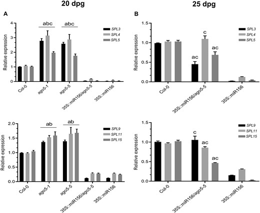 AGO5 regulates the fine-tuning of SPL transcription factor expression. (A) RT-qPCR analysis of SPL gene expression in the SAM of 20 dpg Col-0, ago5-1, ago5-5, 35S::miR156 and 35S::miR156/ago5-5 plants. (B) RT-qPCR analysis of SPL gene expression in the SAM of 25 dpg Col-0, 35S::miR156 and 35S::miR156/ago5-5 plants. Values are mean ± SD of three biological replicates and are given as fold change compared to Col-0. a: significantly different from Col-0; b: significantly different from 35S::miR156/ago5-5; and c: significantly different from 35S::miR156 (Student’s t-test; P < 0.01). Error bars indicate standard deviation.