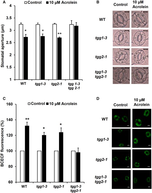 Effects of acrolein on stomatal aperture and cytosolic alkalization in Arabidopsis guard cells. (A) Acrolein-induced stomatal closure in WT and tgg mutants, tgg1-3, tgg2-1 and tgg1-3 tgg2-1. (B) Representative images of the epidermal tissues containing guard cells of WT, tgg1-3, tgg2-1 and tgg1-3 tgg2-1. Excised rosette leaves were treated with acrolein for 2 h. Averages from three (n = 3) independent experiments (60 total stomata per bar) are shown. Scale bar = 5 µm. (C) Effects of acrolein on BCECF fluorescence in guard cells of WT, tgg1-3, tgg2-1 and tgg1-3 tgg2-1. The vertical axis shows the percentage of BCECF fluorescence when fluorescent intensities of acrolein-treated cells are normalized to the control value taken as 100% for each experiment. Each data was obtained from at least 90 guard cells. (D) Representative BCECF fluorescence images of the epidermal tissues containing guard cells of WT, tgg1-3, tgg2-1 and tgg1-3 tgg2-1. Scale bar = 20 µm. The error bar represents the standard error. Differences between treatments were analyzed by Student’s t-test: *P < 0.05 and **P < 0.01.