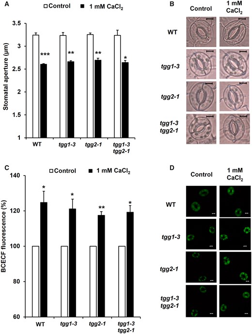 Exogenous Ca2+-induced stomatal closure and cytosolic alkalization in Arabidopsis guard cells. (A) Exogenous Ca2+ at 1 mM reduces stomatal aperture in WT and tgg mutants, tgg1-3, tgg2-1 and tgg1-3 tgg2-1. (B) Representative images of the epidermal tissues containing guard cells of WT, tgg1-3, tgg2-1 and tgg1-3 tgg2-1. Averages from three (n = 3) independent experiments (60 total stomata per bar) are shown. Scale bar = 5 µm. (C) Effects of exogenous Ca2+ at 1 mM on BCECF fluorescence in guard cells of WT, tgg1-3, tgg2-1 and tgg1-3 tgg2-1. The vertical axis shows the percentage of BCECF fluorescence when fluorescent intensities of Ca2+-treated cells are normalized to the control value taken as 100% for each experiment. Each data was obtained from at least 90 guard cells. (D) Representative BCECF fluorescence images of the epidermal tissues containing guard cells of WT, tgg1-3, tgg2-1 and tgg1-3 tgg2-1. Scale bar = 20 µm. The error bar represents standard error. Differences between treatments were analyzed by Student’s t-test: *P < 0.05, **P < 0.01 and ***P < 0.001.