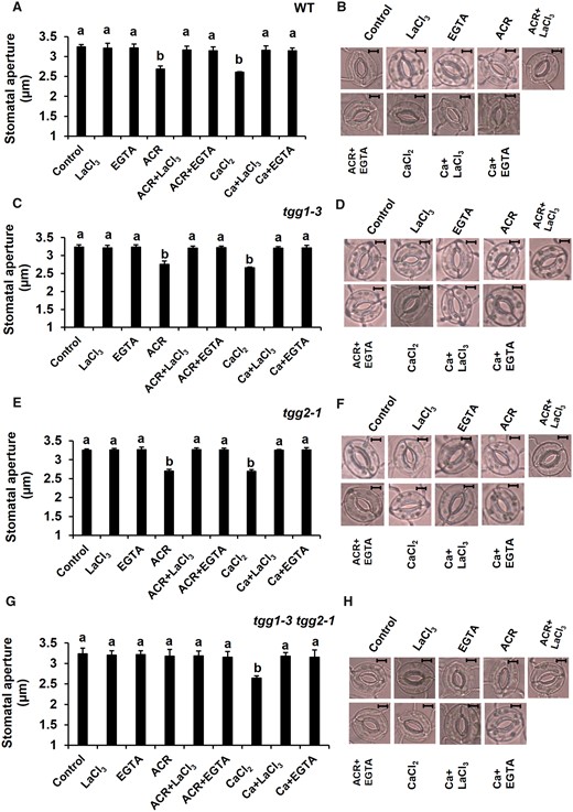 Effects of EGTA (Ca2+ chelator) and LaCl3 (Ca2+ channel blocker) on acrolein (ACR)- and Ca2+ (CaCl2)-induced stomatal closure. (A, C, E, G) Effects of EGTA and LaCl3 on ACR- and Ca2+-induced stomatal closure in WT and tgg mutants, tgg1-3, tgg2-1 and tgg1-3 tgg2-1. Excised rosette leaves were incubated for 2 h in light. Light-treated leaves were further treated with ACR and Ca2+. EGTA and LaCl3 were applied 30 min before the application of ACR and Ca2+. Averages from three (n = 3) independent experiments (60 total stomata per bar) are shown. (B, D, F, H) Representative images of the epidermal tissues containing guard cells of WT, tgg1-3, tgg2-1 and tgg1-3 tgg2-1. Scale bar = 5 µm. The error bar represents standard error. Differences among treatments were analyzed by Tukey’s test: P < 0.05.
