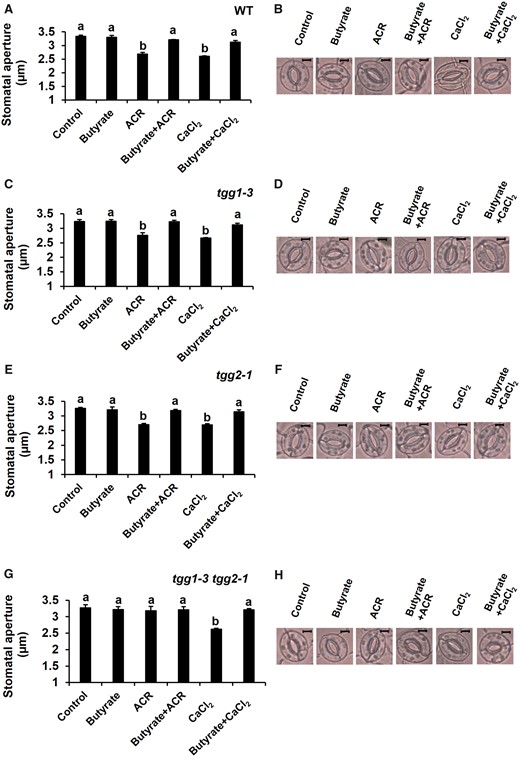 Effects of butyrate on the inhibition of acrolein (ACR)- and Ca2+-induced stomatal closure. (A, C, E, G) Effects of butyrate on ACR- and Ca2+-induced stomatal closure in WT and tgg mutants, tgg1-3, tgg2-1 and tgg1-3 tgg2-1. Excised rosette leaves were incubated for 2 h in light. Light-treated leaves were further treated with ACR and Ca2+. Butyrate was applied 30 min before the application of ACR and Ca2+. Averages from three (n = 3) independent experiments (60 total stomata per bar) are shown. (B, D, F, H) Representative images of the epidermal tissues containing guard cells of WT, tgg1-3, tgg2-1 and tgg1-3 tgg2-1. Scale bar = 5 µm. The error bar represents standard error. Differences among treatments were analyzed by Tukey’s test: P < 0.05.