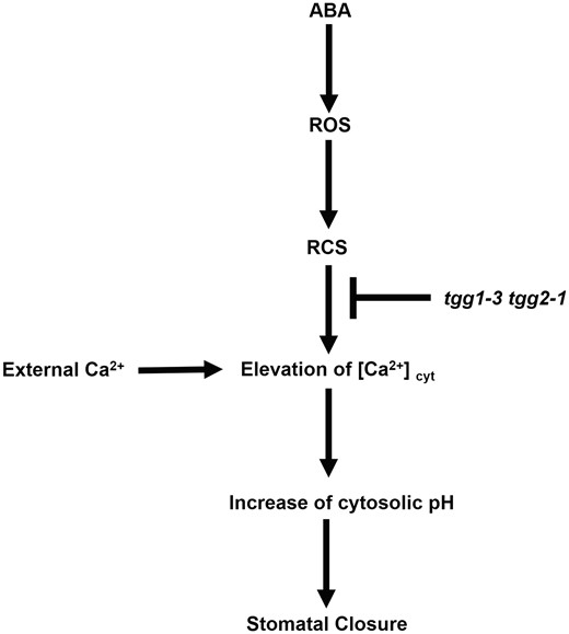 Simplified model for the ABA signaling pathway in Arabidopsis guard cells. The myrosinases TGG1 and TGG2 function downstream of RCS and upstream of cytosolic Ca2+ elevation and cytosolic alkalization in ABA signaling in Arabidopsis guard cells.