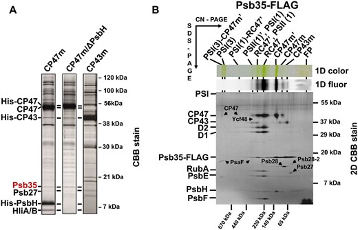 Detection of the Psb35 (Ssl2148) protein in PSII assembly modules CP47m, CP47m lacking PsbH (CP47m/ΔPsbH) and CP43m (A), and 2D analysis of preparation isolated by a single-step FLAG-specific affinity chromatography from the strain expressing Psb35-FLAG instead of native Psb35 (B). (A) The modules were isolated by a single-step Ni-affinity chromatography and analyzed by SDS-PAGE. The gel was stained by Coomassie Blue and designated proteins were identified by MS. One microgram of Chl was loaded for each preparation. (B) The isolated preparation was analyzed by 2D CN/SDS-PAGE. After the first dimension, the gel was photographed (1D color) and scanned for Chl fluorescence (1D fluor). After the separation in the second dimension, the 2D gel was stained using Coomassie Blue (2D CBB stain) and the stained minor proteins designated by arrows were detected by MS. The identity of the major components was verified by Western blotting (see Supplementary Table S2). The designation of complexes: PSI(3) and PSI(1), trimeric and monomeric PSI; PSI(3)-CP47m′, PSI(3) with bound CP47m and Psb35; PSII(1), monomeric PSII; RC47, PSII(1) lacking CP43; PSI(1)-RC47, PSI(1) with bound RC47; complexes designated with a prime contain Psb35-FLAG; FP, free pigments. One microgram of Chl was loaded.