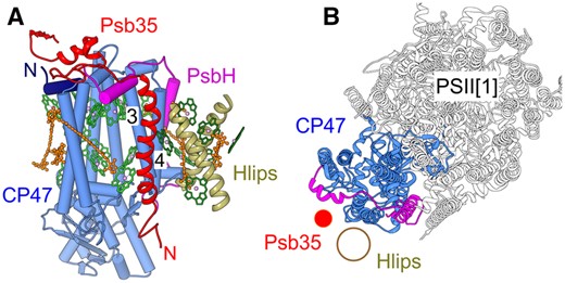 Model of the Psb35 localization within CP47m (A) and PSII monomer (B). The model is based on the PSII crystal structure (PDB 3WU2; Umena et al. 2011) and putative location of Hlips based on CP29 binding to CP47 within the plant PSII-LHCII supercomplex (PDB 5XNL; Su et al. 2017). (A) A view on CP47 parallel with the membrane plane; CP47 in light blue, its N-terminus in dark blue; PsbH in magenta, Psb35 in red and Hlips in khaki, Chls in green and β-carotene molecules in orange; numbers designate the helices 3 and 4 of CP47. (B) A view on PSII monomer perpendicular to the membrane plane, color code as in (A); for simplification, helices of Psb35 and Hlips are designated just by red and khaki circles, respectively.