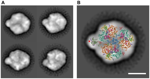 Electron microscopic analysis of the PSI(3)-CP47m complex co-isolated with His-CP47 and separated by CN PAGE. (A) The negatively stained particles of the complex (left panel) were obtained by the classification of 5,992, 1,205, 2,424 and 1,426 particles. The projection was overlaid with a cyanobacterial X-ray model of the PSI trimer and CP47 antenna with PsbH (right panel). CP47 is shown in dark green, PsbH in purple and a density putatively ascribed to the Psb35 is designated by a red circle. The coordinates are taken from Protein Data Bank (http://www.rcsb.org/pdb), PSI Code 1JB0 (Jordan et al. 2001) and PSII code 3WU2 (Umena et al. 2011). The scale bars represent 10 nm.