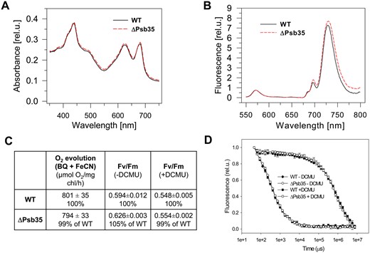 Whole cell absorption spectra (A), 77K Chl fluorescence spectra (B), PSII-mediated oxygen evolution and quantum yield of PSII photochemistry Fv/Fm (C) and variable fluorescence decay in the absence and presence of PSII inhibitor (D) of photoautotrophic WT and ΔPsb35 cells cultivated for 3 d under 30 µmol photons m−2 s−1. (A) Whole cell absorption spectra of WT (black solid line) and ΔPsb35 (red dashed line) liquid cultures are shown after normalization to the optical densities at 750 nm. (B) For 77K fluorescence spectra equal amounts of cells from WT (black solid line) and ΔPsb35 (red dashed line) liquid cultures were frozen in liquid nitrogen and excited at 435 nm. Spectra were normalized to the emission peak of the internal standard rhodamine at 570 nm. (C) The light-saturated rate of oxygen evolution measured in the presence of 2.5 mM p-benzoquinone and 2 mM potassium ferricyanate was measured in the exponentially grown cultures using Clark electrode, and values represent means of three biological replicates and three measurement each ± SD; Fv/Fm values in the exponentially grown cultures were obtained using P.S.I. modulated fluorimeter, and values represent means of three biological replicates ± SD. (D) Variable fluorescence decay curves in the exponential grown cultures of WT (closed symbols) and ΔPsb35 (open symbols) either untreated (circles) or treated (squares) with DCMU were measured using P.S.I. modulated fluorimeter; values represent means of three biological replicates ± SD.