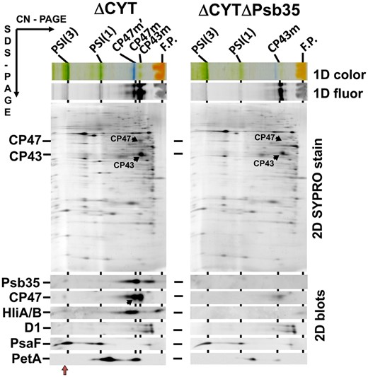 2D analysis of membrane proteins of ΔCYT and ΔCYTΔPsb35 strains. Membranes were analyzed by 2D CN/SDS-PAGE. After the first dimension the gel was photographed (1D color) and scanned for Chl fluorescence (1D fluor). After the separation in the second dimension, the 2D gel was stained using Sypro Orange (2D SYPRO stain) and blotted to a poly(vinylidene fluoride) membrane (2D blots) and Psb35, CP47, HiA/B, D1, PsaF and PetA were detected by the specific antibodies. Designation of complexes as in Figs. 1, 2; the black arrow in the blot designates CP47 within the CP47m′, the red arrow PSI(3)-CP47m′ complex. Loading of the samples was based on the same OD750 nm corresponding to 3 μg of Chl of ΔCYT.
