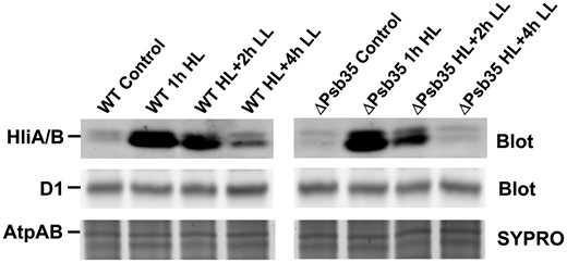 1D analysis of membrane proteins of WT and ΔPsb35 strains treated with high light (300 µmol photons m−2 s−1) for 1 h and then transferred back to growth irradiance for 2 and 4 h. Membranes were analyzed by 1D SDS-PAGE, stained by SYPRO Orange (SYPRO) and blotted to a poly(vinylidene fluoride) membrane (Blot) and D1 and HliA/B were detected by the specific antibodies. Staining of AtpA/B proteins (SYPRO) is shown to document the equal loading. Two micrograms of Chl were loaded for each strain.