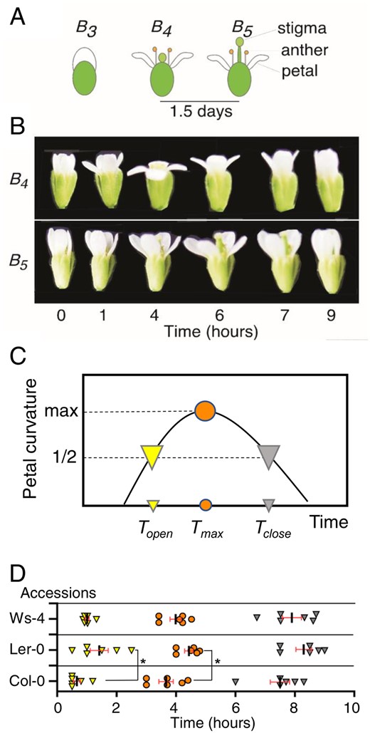 Flower opening and closing in Arabidopsis. (A) Müller’s developmental stages of Arabidopsis flower opening and closing. At stage B3, the petals elongate enough to cover the pistil and stamens. B4 flowers have a shorter pistil than stamens. In stage B5, the pistil extends longer than the stamens. In our experimental conditions, the duration from opening to wilting for the petal was shorter than 1.5 d (Supplementary Fig. S1). (B) The photographs show dynamic movements of stages B4 and B5. The petals curve during opening and closing in the day. The time in the light is shown below the photograph. Flowers of the Col-0 accession are represented. (C) Schematized graph defining the time points in the dynamic petal curvature change. The vertical and horizontal axes represent the curvature of facing petals and times in the light, respectively. Topen and Tclose are defined as indices of opening and closing, which correspond to half the value of the maximal petal curvature. The former and latter are depicted as yellow and gray arrowheads, respectively. In addition, circles filled in orange show the maximal curvature and original time, Tmax. (D) Distributions of Topen, Tclose and Tmax in Arabidopsis accessions. The data were plotted along the hours in the light. In advance of the time-course experiment, 8 h of darkness reset the time of flower opening. The symbols represent the times defined as (A). Each average time is shown as a short bar. An asterisk shows statistical significance (P < 0.05, one-way ANOVA and Tukey’s tests). Data were obtained from three tests. In each test, two plants were examined. In each plant, a bud changed to a flower every day.