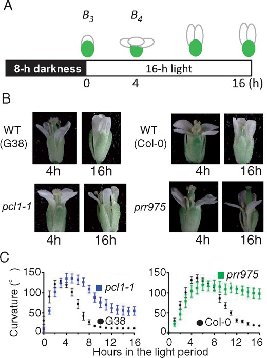 Abnormal flower opening and closing in circadian mutants pcl1-1 and prr975. (A) Scheme of experimental light conditions and flower stages. Numbers below the schematic in the 16-h light condition correspond to the hours that are labeled in the photos. (B) Flower shapes and movements in the wild-type and pcl1-1. Photos on the right represent the shapes in wild-type and prr975 flowers. Both mutants had opened flowers with normal petal curvature (4 h) but did not close for 16 h. The photos represent differences of petal curvature in closing between each wild-type and mutant. The photos were taken by using a stereo microscope. (C) Profiles of petal curvature in the wild-types and mutants. Mean with SE (n = 10).
