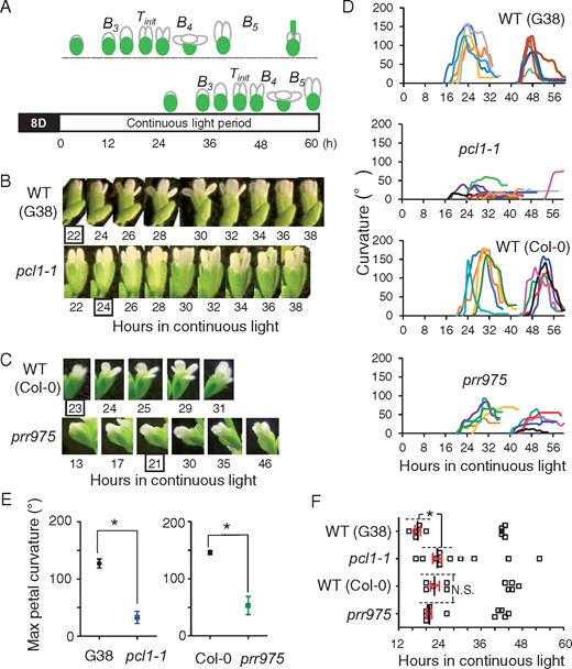 Circadian flower opening properties in continuous light conditions. (A) Experimentally extended light period and flower shapes. Upper: opening and closing occurred in 16–36 h. Subsequently, the pistil enlarged further, but petals lost the dynamic movement activity. Lower: until 36 h, bud kept the shape at stage B3 and the opening and closing occurred in 42–54 h. Photos were captured starting at 0 h (Supplementary Fig. S2). However, the data of buds whose opening occurred in response to the darkness/light transition (i.e. data of 0–12 h) were excluded to distinguish the circadian regulations. Tinit was defined as the index of initiation in flower opening under the continuous light. This means 1 h before time when the petal curvature profile reached >0°. (B and C) Photos of bud/flower in the mutants of pcl1-1 and prr975 in continuous light conditions. Wild-type buds opened and closed the flower (upper photos from 22 to 38 h or 23 to 31 h in (B) and (C), respectively). The mutants pcl1-1 and prr975 exhibited weak openings. Enclosed numbers represent Tinit. (D) Profiles of flower opening in individual bud/flower in continuous light period. Each profile in the curvature is depicted in different color to distinguish each one as individual bud data. Total 10 profiles from bud/flowers are presented in a graph as a data obtained from five plants of each mutant (or wild-type). (E) Maximal petal curvatures in wild-types and the mutants. Data are mean with SD (Student’s t-test; n = 10). (F) Times of initiation in flower opening under continuous light conditions. Data of Tinit were extracted from the profiles in (D). Thus, 10 buds in each plant line were applied. Dashed lines show the statistically analyzed data points (Student’s t-tests, n = 5). Asterisk indicates significant difference, P < 0.05.