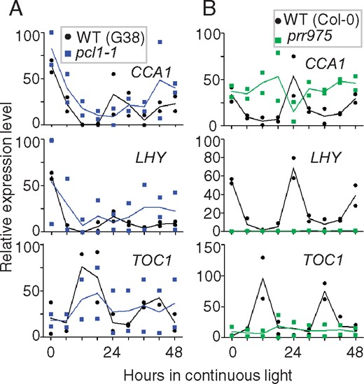 Relative expression profiles in circadian clock genes in flowers. The buds and flowers in continuous light were used for RT-qPCR analysis using specific primer pairs for CCA1 (upper), LHY (middle) and TOC1 (lower). (A) Expression of CCA1, LHY and TOC1 mRNA in the wild-types and pcl1-1. The filled circles and squares colored in black and cyan represent data of the wild-type and pcl1-1, respectively. (B) Expression in the wild-type and prr975. Squares filled in green are prr975. Two biological replicates were examined. Means and individual values are indicated by solid lines and symbols, respectively.