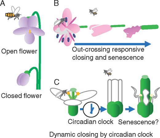 Representative flower closing mechanisms in angiosperms. (A) Open and closed Viola flowers. The open flower is visited by pollinators. While the closed flower never opens, seeds are produced by self-pollination in the secure space (Mayers and Lord 1983). (B) Chamerion angustifolium flower closing is triggered by outcrossing pollination, as compared to self-pollination (Clark and Husband 2007). (C) Arabidopsis flower closing consists of two steps. In the daily light period, the circadian clock in petals measures the time for flower closing and, subsequently, senescence starts. Arrows show the transition until senescence.