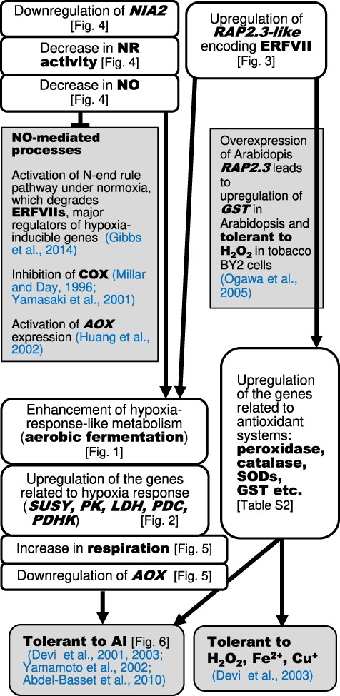 Summary of the events constitutively expressed in ALT301 (Al-tolerant) compared with SL (wild type), and the proposed metabolic pathways leading to tolerant phenotype to Al and oxidative stress. This study revealed several events activated or repressed in ALT301, compared with SL, which are described in white boxes (the corresponding data, see Figs and Table indicated in brackets). The plausible cause-and-effect relationship between the events and the tolerant phenotype to Al, H2O2, Fe2+ and Cu2+ in ALT301 are proposed, based on previous findings that are indicated in gray boxes with references.
