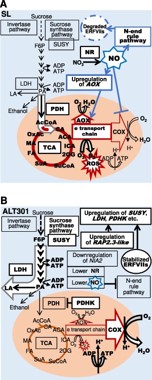 Working hypothesis of central carbon metabolic pathways in SL (A) and ALT301 (B) and prevention mechanisms of ROS production in mitochondria in ALT301. Under normal growth condition, compared with SL (A), ALT301 (B) exhibits the downregulation of the NIA2 gene and the upregulation of the RAP2.3-like gene. Here, we assume that the lower NO level due to the downregulation of the NIA2 gene and resultant lower activity of NR stabilizes ERFVIIs including the RAP2.3-like protein. Then, the stabilized ERFVIIs activate a wide range of genes including hypoxia-responsive genes such as SUSY, LDH and PDHK, which leads to the enhancement of the SUSY pathway, the enhancement of lactate fermentation and the inhibition of PDH activity leading to the limitation of pyruvate entry into the TCA cycle, even under normoxia. On the other hand, NO is known to inhibit the oxygen consumption by COX and to activate AOX expression. These NO effects should be observed more extensively in SL, and it is likely that the imbalance between the electron supply from the TCA cycle and the electron consumption by COX on the electron transport chain enhances ROS production. Under this condition, in ALT301, the enhancement of aerobic fermentation reduces the electron supply form the TCA cycle, while lower NO level activate COX activity and reduce AOX activity. Thus, compared with SL, ALT301 seems to have a higher respiration rate and higher capacity to produce ATP with less generation of ROS. The events enhanced in either cell line (metabolism, gene expression, enzyme activity) are highlighted with a white background. The processes of activation and inhibition are indicated with an arrow and a line with a bar (⊥), respectively. The NO-mediated processes are indicated by blue lines.